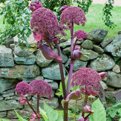 Arcydzięgiel dzięgiel olbrzymi miododajny (C2)