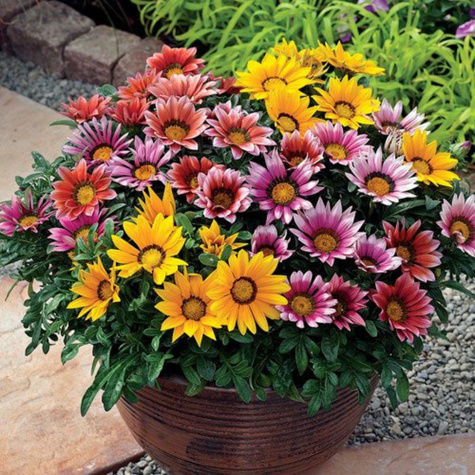 Gazania błyszcząca mieszanka 0,3g