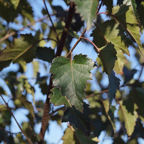 Brzoza brodawkowata Purpurowolistna szczepiona na pniu