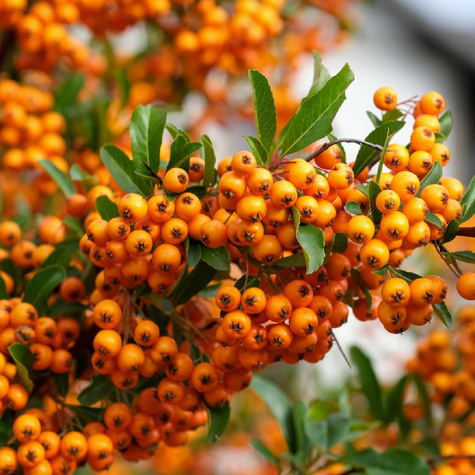 Ognik szkarłatny Firelight (P9)