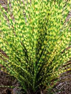 Miscanthus sinenesis Miskant chiński 'Giraffe'