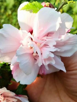 Ketmia syryjska Hibiskus Lady Stanley (P9)
