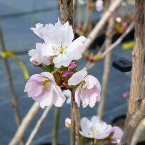Wiśnia Piłkowana Amanogawa Kolumnowa