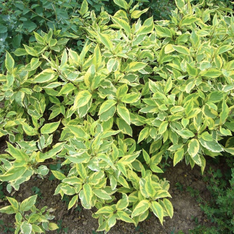 Dereń biały Spaethii (C2)