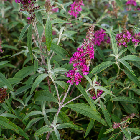 Budleja Dawida Summer Bird Raspberry (C2)