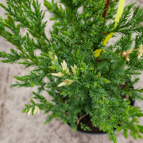 Jałowiec chiński Stricta Variegata dwubarwny 