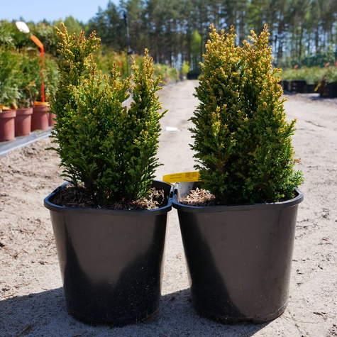 Cyprysik lawsona Ellwood’s Empire