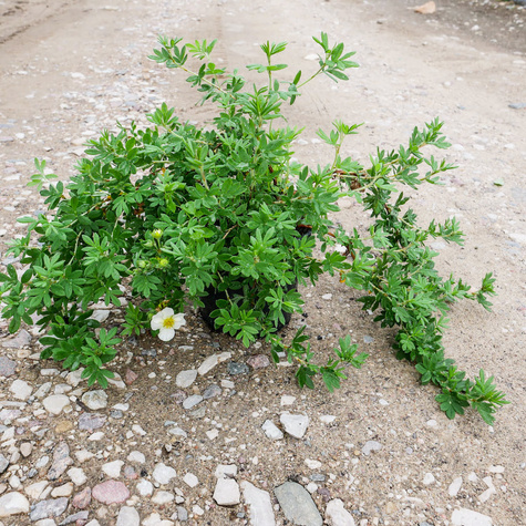 Pięciornik krzewiasty 'Tilford Cream' (C2)