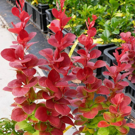 Berberys Thunberga Florence (C2)