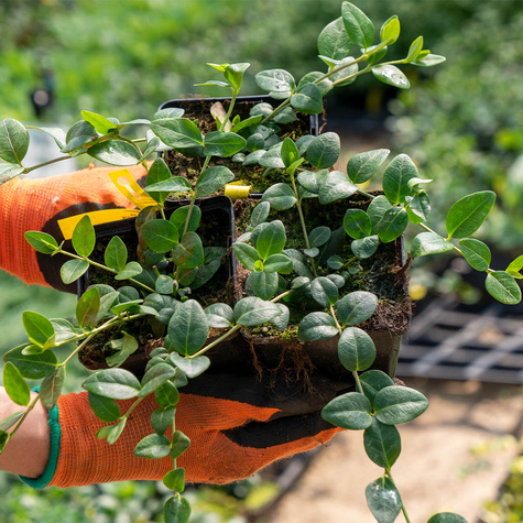 Barwinek pospolity Barwinek mniejszy (C2)