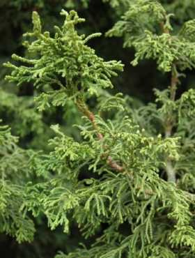 Cyprysik tępołuskowy (japoński) Torulosa