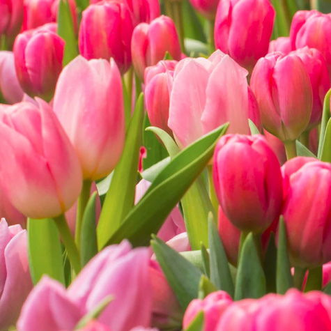 Tulipan doniczkowy Peach Blossom