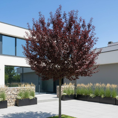 Śliwa wiśniowa Pissardii szczepiona na pniu