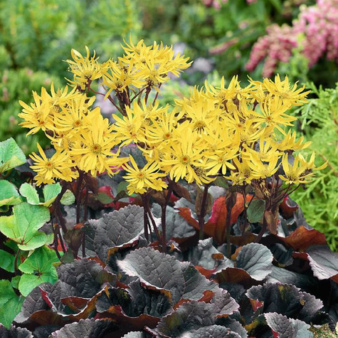 Języczka pomarańczowa Midnight Lady (P9)