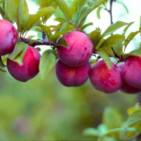 Śliwko-nektaryna Śliwonektaryna Ozark Premier Plant Pack