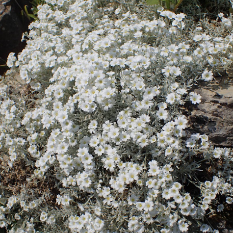 Rogownica kutnerowata