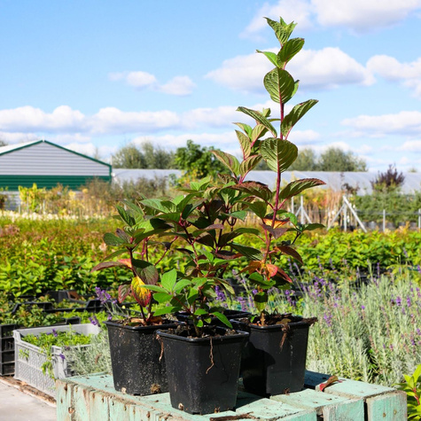 Hortensja bukietowa Samarska Lidia (P9)