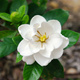 Gardenia Magnifica (P9)