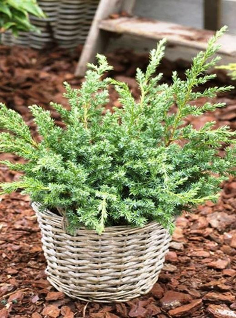 Jałowiec łuskowaty Blue Swede (C2)