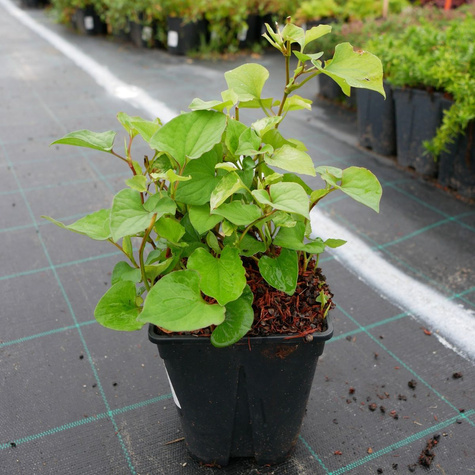 Houtunia sercowata zielona (C2)