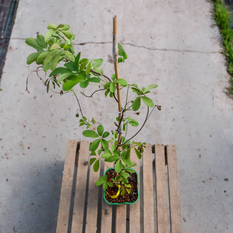 Akebia pięciolistkowa Czekoladowe pnącze