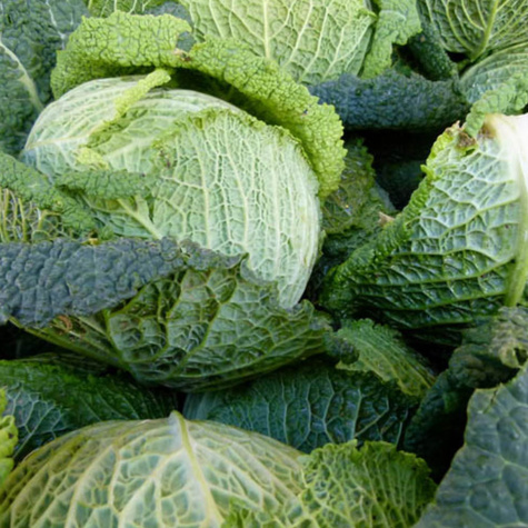 Kapusta włoska LANGEDIJSKA późna 2g