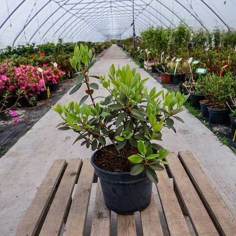 Rododendron karoliński różowy