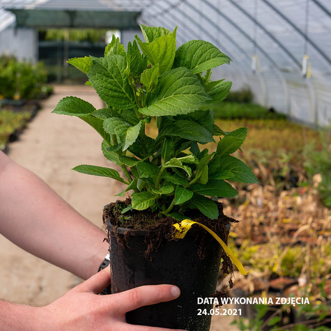 Hortensja ogrodowa Fantasia