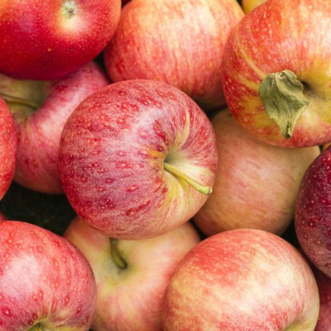 DUO Jabłoń Gala + Golden Delicious niezwykle smaczne Plant Pack