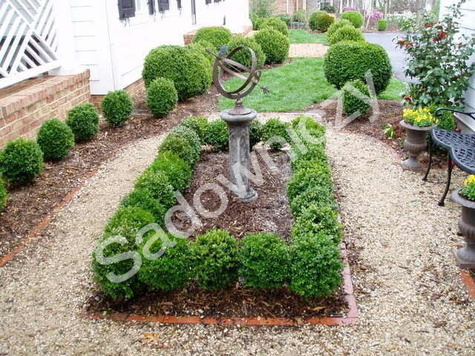 Bukszpan wieczniezielony DUŻA KULA