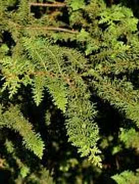 Cyprysik tępołuskowy (japoński) Filicoides