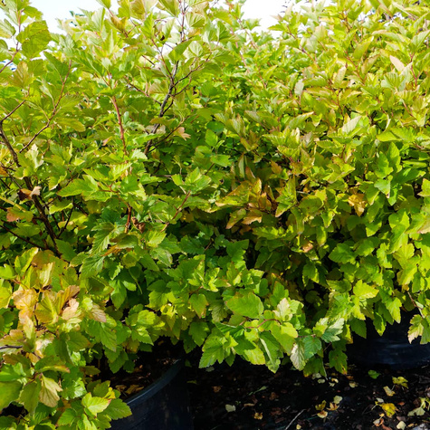 Pęcherznica kalinolistna Dart's Gold (C20)