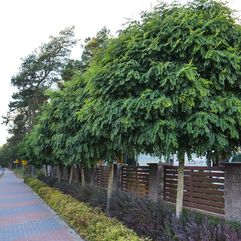 Robinia akacjowa Umbraculifera na pniu (C5)
