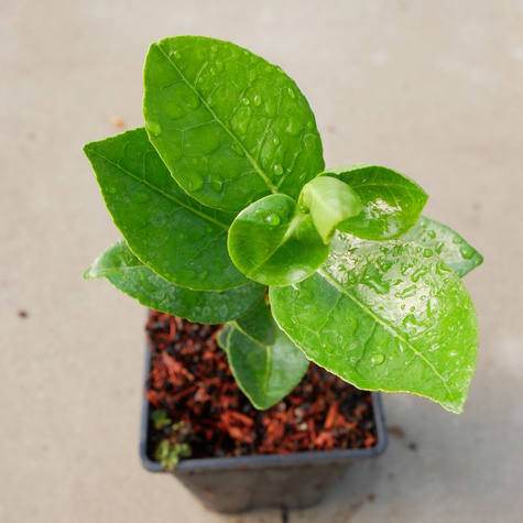 Kamelia japońska Alba Simplex (C2)