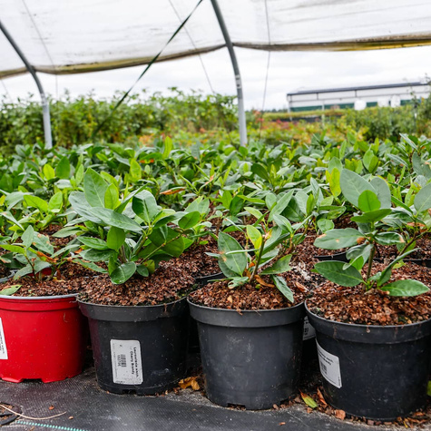 Laurowiśnia wschodnia Cherry Brandy (C2)