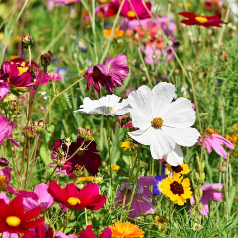 Garden Deco Kwiaty na suche tereny Mix Vilmorin 6g