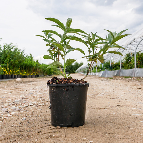 Budleja Dawida Flower Power (C2)