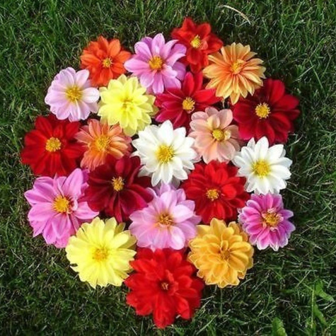 Dalia zmienna karłowa pojedyncza Mignon mix 1g