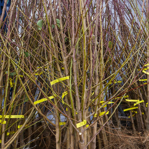 Morela Soledane najwcześniejsza odmiana Plant Pack