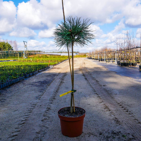 Sosna czarna SN 18 szczepiona na pniu Pa60cm