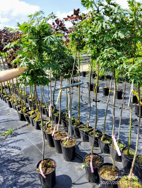 Klon pospolity Dissectum