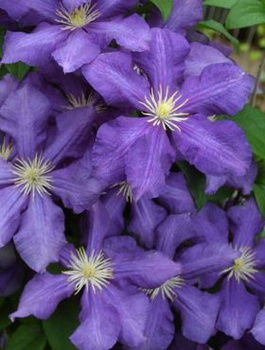 Powojnik Clematis wielkokwiatowy Generał Sikorski