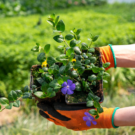 Barwinek mniejszy Rubra Plena (C2)