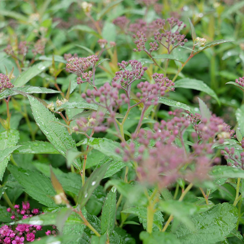 Tawuła japońska 'Neon Flash' (C2)