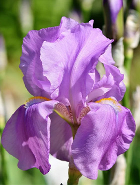 Kosaciec Irys mix kolorów i odmian