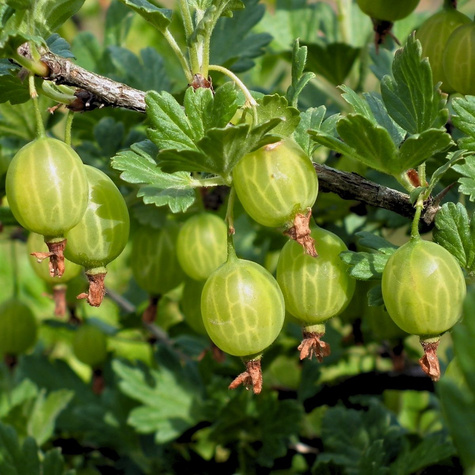 Agrest biały Invicta na pniu Plant Pack