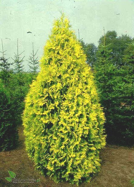Thuja Tuja Żywotnik zachodni Europe Gold