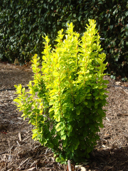 Berberys thunberga Golden Rocket