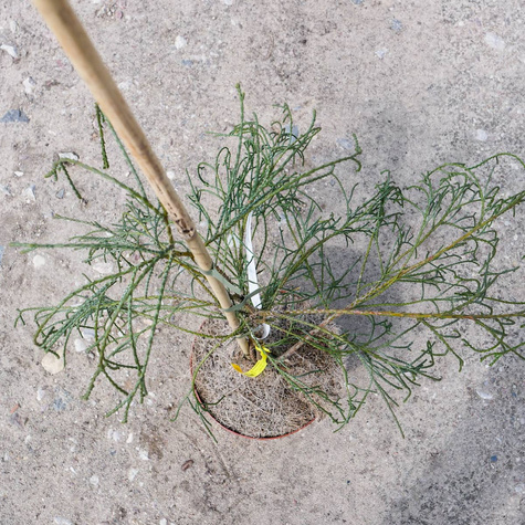 Cyprysik Lawsona 'Drooping Solo'