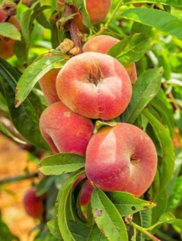 Brzoskwinia płaskowowocowa Paraguayo UFO w doniczce